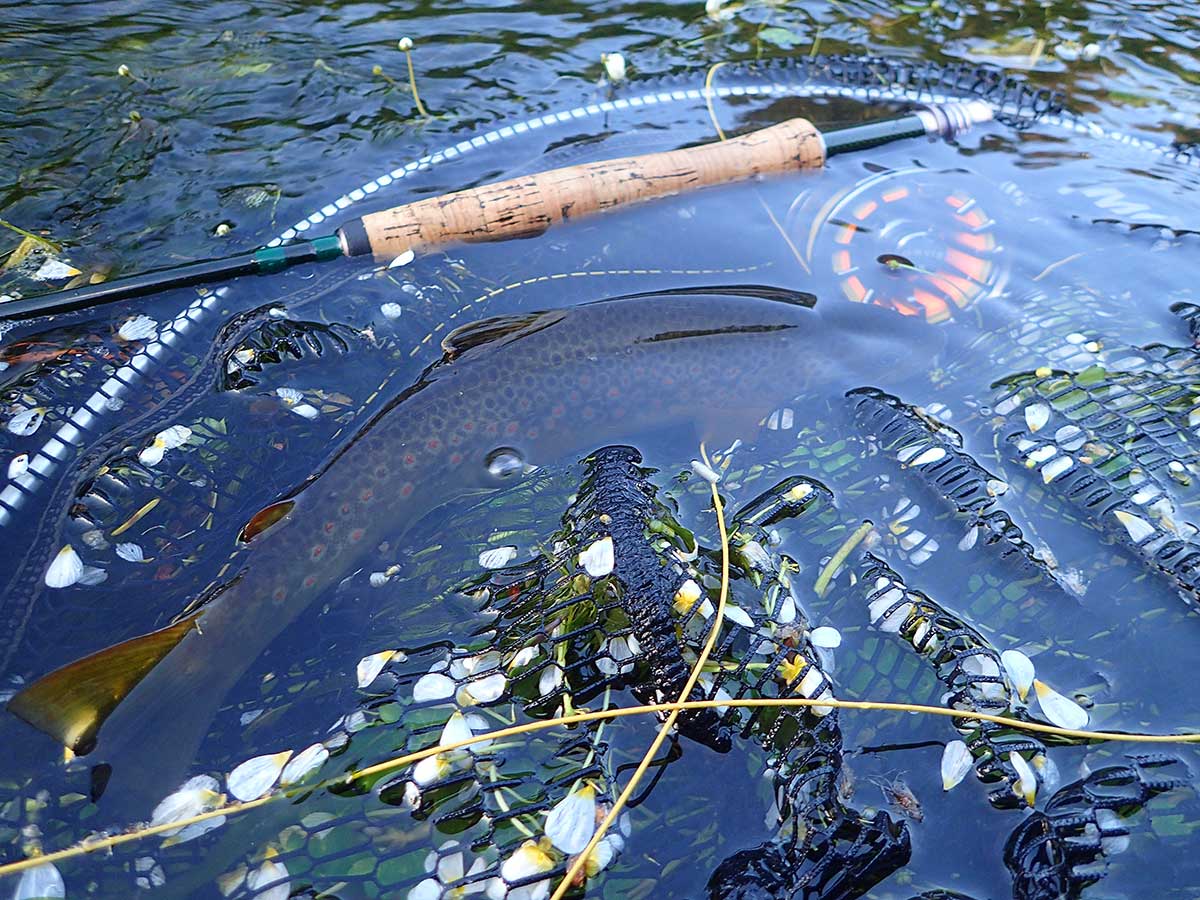 agpa-estival-emmanuel-guide-mouche-sioule-(11)