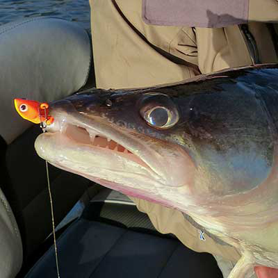 vignette-carnassier-2