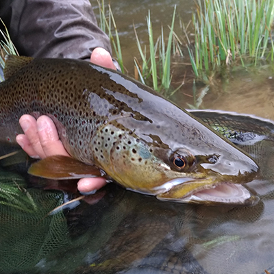 vignette-peche-salmonidés-1