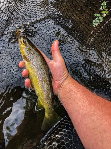 Michalet-leurre-sioule